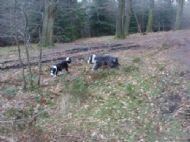 Tilly running................